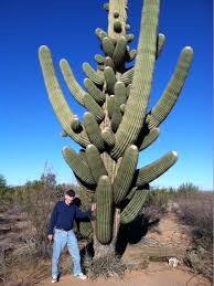 We've simplified by consolidating our brands so we can focus more on our customers and their families. Saguaro Arizona Highways