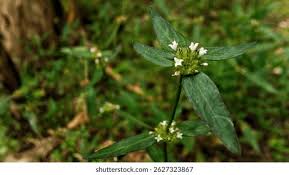 Image result for Spermacoce ocymoides