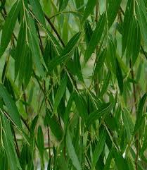 E' ottenuto dal fiore del salice giallo. Willow Fiore Di Bach Cosa E E A Cosa Serve Willow Dei Fiori Di Bach