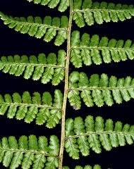 Image result for Dryopteris athamantica