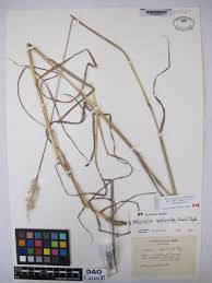 Image result for Bothriochloa radicans