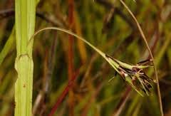 Image result for Scleria foliosa