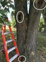 We did not find results for: Filling Holes Cavities In Trees Garden Org