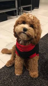 This haircut starts with the cutest thing ever—a goldendoodle dog—and gives her the look of the second cutest thing ever—a teddy bear. Pin On Josie The Cavoodle