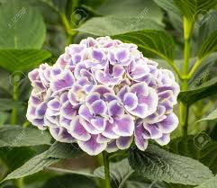 Green leafed plant with flowers, french hydrangea hydrangea serrata flower shrub, hortensia, annual plant, lilac, hydrangea png. Large Lilac And White Hydrangea Flower In A Nursery Of Hydrangea Stock Photo Picture And Royalty Free Image Image 20910968