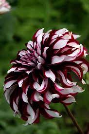 Dahlia Flower Gothic 5 Seeds Amazing Flowers Unusual Flowers Dahlia Flower