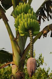 Satu diantaranya adalah pohon buah pisang yang sangat familiar dan sangat mudah ditemukan bahkan di area perkebunan. Pisang Abu Keling Wikipedia Bahasa Melayu Ensiklopedia Bebas