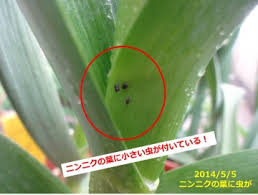 ニンニクやネギに黒い虫が これはネギアブラムシか あぐうのベランダ菜園で実験中