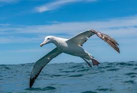 10 Wandering Albatross Facts - Fact Animal