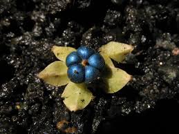 Image result for Margaritaria