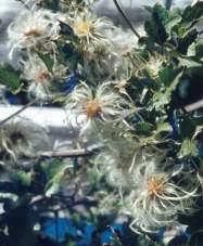 Image result for Clematis brachiata