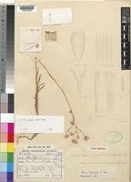 Image result for Felicia grantii