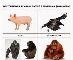 Contoh Gambar Hewan Dan Makanannya Penggolongan Hewan Berdasarkan Jenis Makanannya Disertai Contoh Pengertian Hewan Kar Gambar Hewan Hewan Gambar Kartun