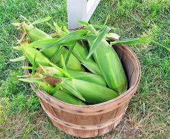 Maybe you would like to learn more about one of these? Growing Corn In Small Spaces Garden Org