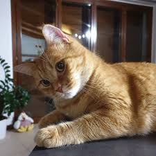 Pin By Angela On Gatti In 2020 Cute Cats Crazy Cats Cats