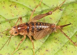 In nature, most species of ceuthophilus (including those occurring in our houses) are found under rocks, logs, or surface debris in forested areas. Camel Cricket Ceuthophilus Maculatus Bugguide Net