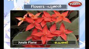 Read happy birthday flowers photo free. Speak Malayalam Through English Spoken Malayalam Lesson 37 Flowers Youtube