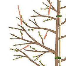 Wann sollte man kirschbäume schneiden? Die 13 Besten Ideen Zu Kirschbaum Schneiden In 2021 Kirschbaum Schneiden Obstbaumschnitt Baum Schneiden