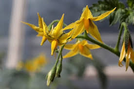 Please don't remove their flowers! What To Do If Your Tomato Plant Is Not Flowering Ready To Diy