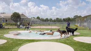 Cool Spaces Pamper Your Pet At Meadowlake Pet Resort - Abc13 Houston