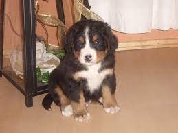 Berner welpen sind wie jeder hund eingefleischte kauer und können aufgrund ihrer größe mehr schaden anrichten als welpen anderer rassen. Hunde Rassehunde Bernersennen Tieranzeigen Seite 6