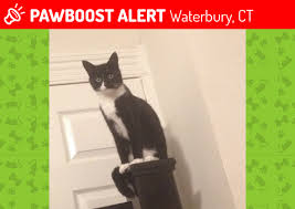 Post a job for free today! Lost Female Cat In Waterbury Ct 06704 Named Pebbles Id 4685504 Pawboost