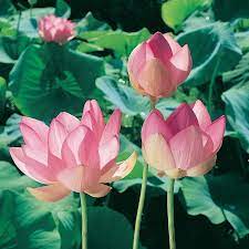How much does the shipping cost for where to buy lotus flowers? Sacred Water Lotus 147814 Flower Power