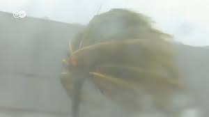 @dw_espanol's video Tweet