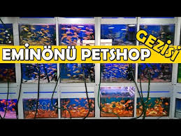 Istanbul Eminonu Cicek Ve Hayvan Pazari Youtube