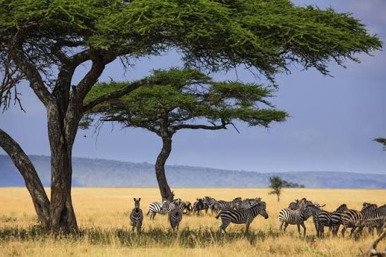 Serengeti National Park