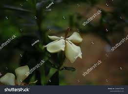 Image result for Gardenia subacaulis