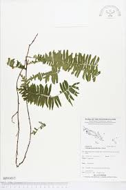 Image result for Arthropteris palisotii