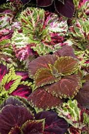 Image result for Coleus megacalyx