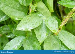 Image result for Tiliacora