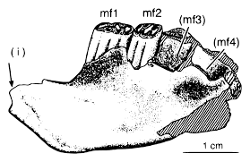 Image result for Paratheria