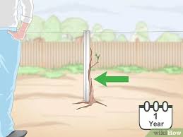 It is best done by degrees, depressing the shoot 74. 3 Easy Ways To Train Grape Vines Wikihow