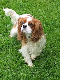 Cavalier King Charles Spaniel Wikipedia