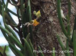 Image result for Polycarpaea eriantha