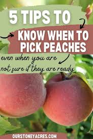 Peaches, like apples and pears and avocados and tomatoes (among other fruits), can ripen after being picked. How To Know When To Pick Your Peaches Our Stoney Acres
