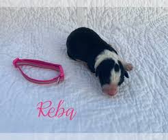 We did not find results for: View Ad Bordoodle Litter Of Puppies For Sale Near Ohio Creston Usa Adn 133180