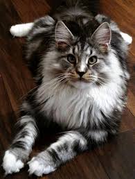 Vet record including the first set of vaccinations and deworming treatment. Ragdoll Kittens For Sale Craigslist Petfinder