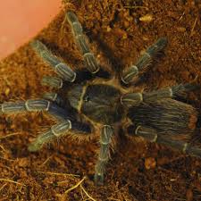 Check spelling or type a new query. Tarantula Costa Rican Zebra Stripe Knee Aphonopelma Seemanni Glap20 Globalgeckos Co Uk