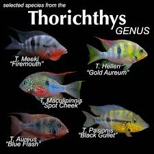 What S Your Favorite Species From The Thorichthys Genus Of Cichlids Follow Us On Other Social Media Https Www Fish Cichlid Aquarium American Cichlid