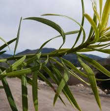 Podocarpus maki has a dense evergreen foliage and is ideal as a hedge plant. Dwarf Yew Pine