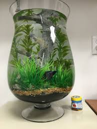 Aquarium Aquarium Buyers Ideas Guide Large Betta Home Vase More Thehome Aquarium Ideas The Aquarium Buyers Gui Betta Fish Care Fish Plants Pet Fish