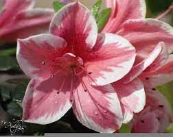 Azalea Flower Pics Best Flower Wallpaper