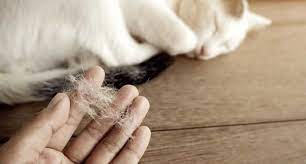 ✅ bahaya bulu kucing, ✅ cara salah satunya ialah dari bahaya bulu kucing. Apakah Bulu Kucing Yang Rontok Itu Najis Bangkitmedia
