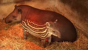 8 Baby Animals That Do Not Look Like Their Parents — Steemit