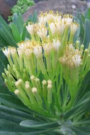 Image result for Kleinia schweinfurthii