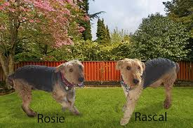 Maybe you would like to learn more about one of these? Airedale Terrier Puppies